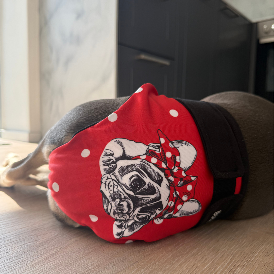 Französische Bulldogge trägt rotes Läufigkeitshöschen mit Bully-Motiv im Liegen
