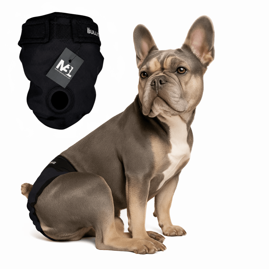 Läufigkeitshöschen für Französische Bulldoggen in All Black mit Rutenloch von MyBullyLove