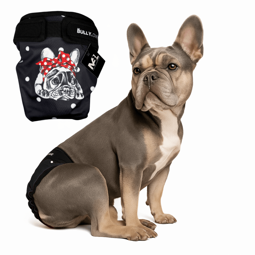 Läufigkeitshöschen für Französische Bulldoggen in Black von MyBullyLove