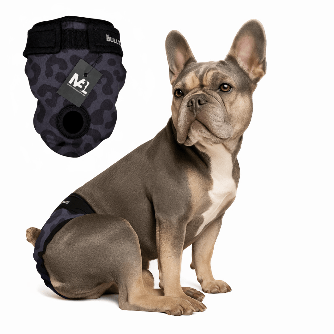 Läufigkeitshöschen für Französische Bulldoggen (mit Rutenloch)