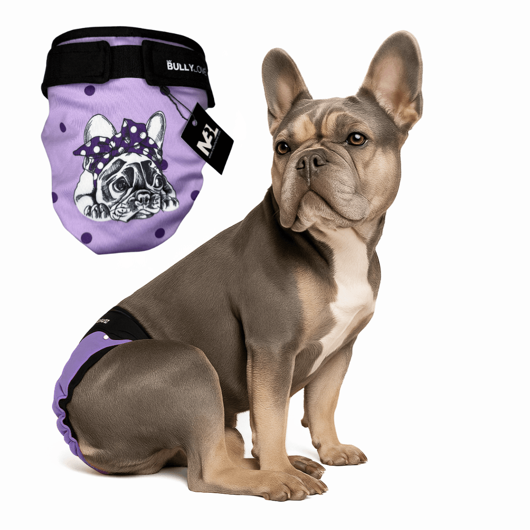 Läufigkeitshöschen für Französische Bulldoggen in Purple von MyBullyLove