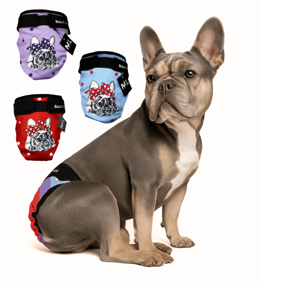 Läufigkeitshöschen für Französische Bulldoggen in Red Purple Blue 3er Set von MyBullyLove
